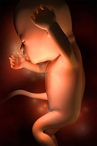 مراحل بارداری هفته به هفته (13 الی 16)